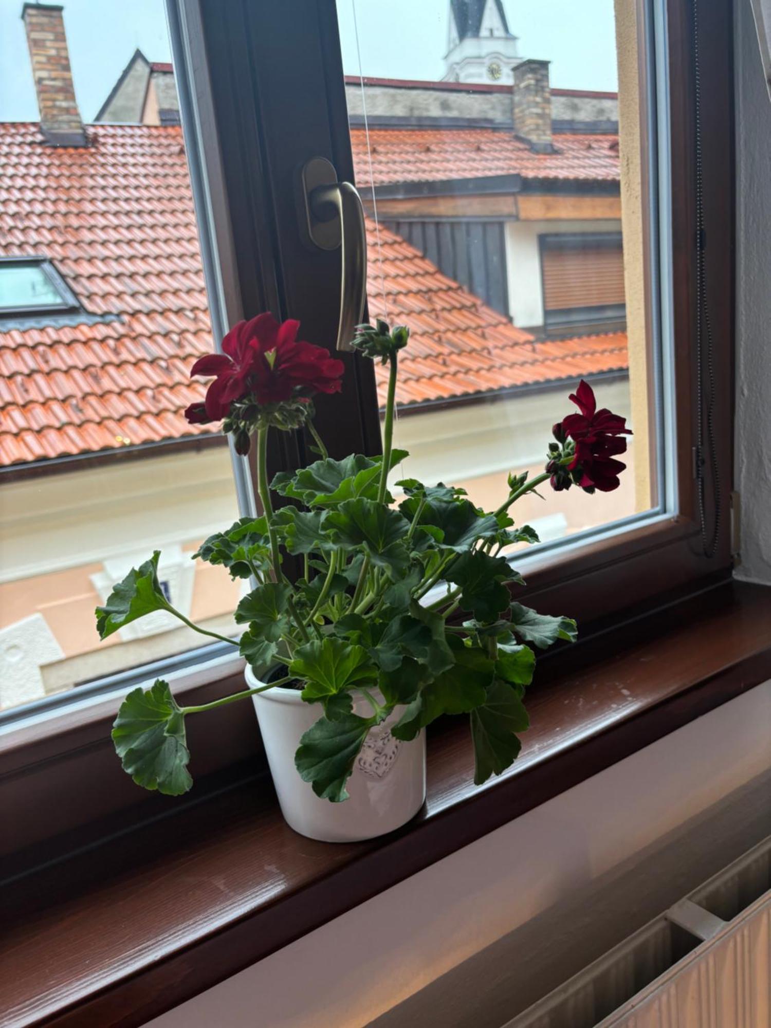 Penzion Pohadka Třeboň Extérieur photo